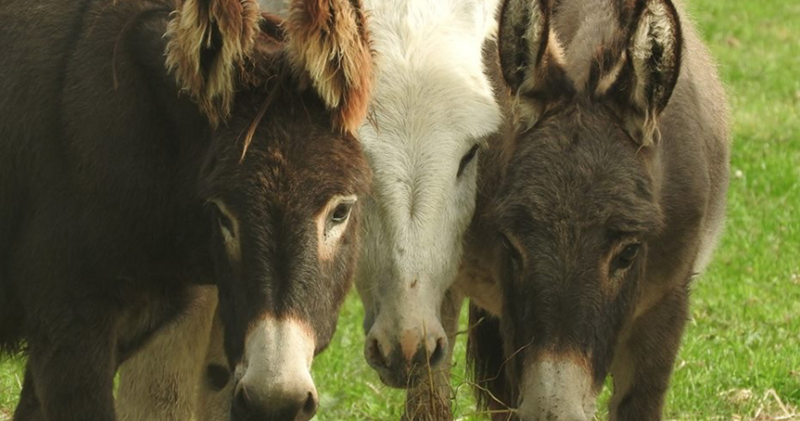 Flicka image