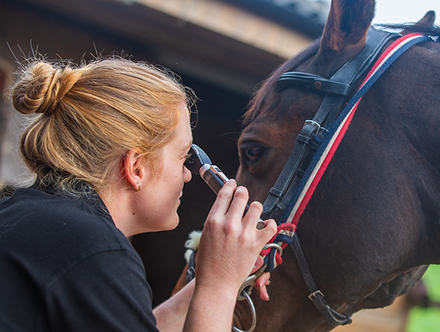 Pre-Purchase Examinations