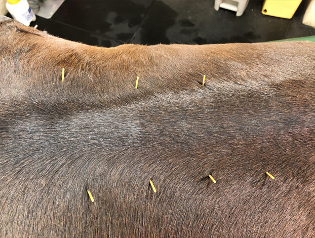acupuncture service